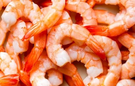 افزایش ۳۰۰ درصدی برداشت میگو در راه است