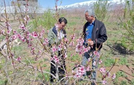 کشاورزان نیشابوری، ۲۲۷ میلیارد تومان خسارت دیدند