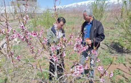 کشاورزان نیشابوری، ۲۲۷ میلیارد تومان خسارت دیدند