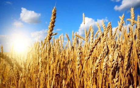 تاکنون ۶۶ هزار تن گندم از کشاورزان سیستان و بلوچستان تحویل مراکز خرید شده است