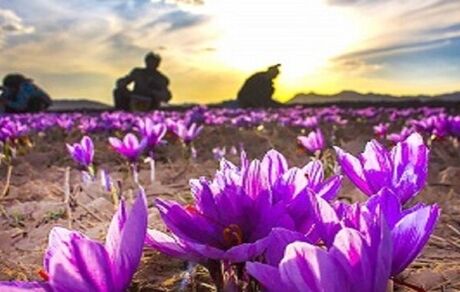 ۴۰۰۰ کیلوگرم زعفران در استان یزد برداشت شد