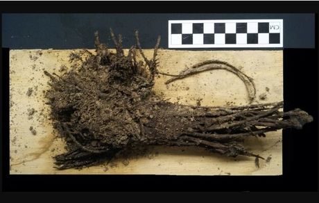 دسته‌گل‌های دوهزارساله!