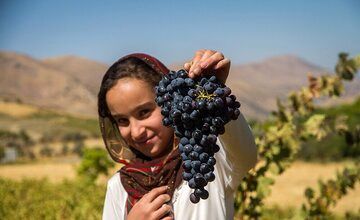 سومین جشنواره انگور در روستای تاریخی و گردشگری درسجین ابهر برگزار شد