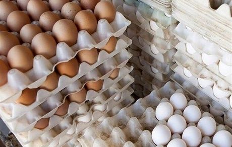 تولید ماهانه تخم مرغ به ۱۱۵ هزار تن رسید