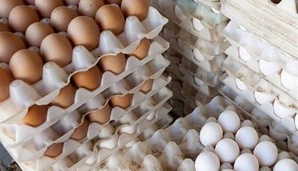 صادرات تخم مرغ ممنوع شد