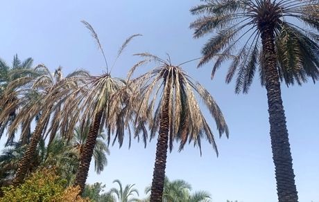 از بین رفتن نیمی از محصول خرمای جنوب استان کرمان