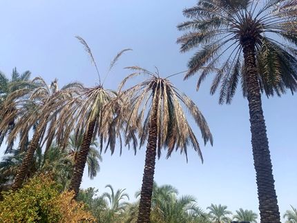 از بین رفتن نیمی از محصول خرمای جنوب استان کرمان