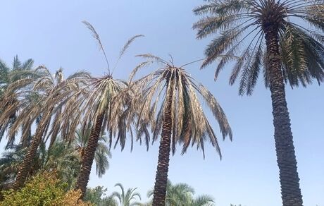 از بین رفتن نیمی از محصول خرمای جنوب استان کرمان