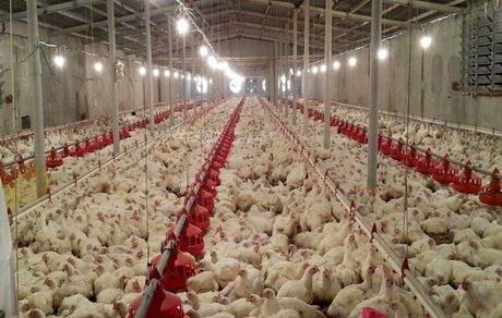 ۶۰۰  مرغ‌داری متخلف شناسایی شدند / دلیل: احتکار و عرضه خارج از شبکه مرغ