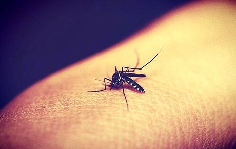 دلیل وزوز کردن پشه‌ها در زیر گوش انسان‌ها
