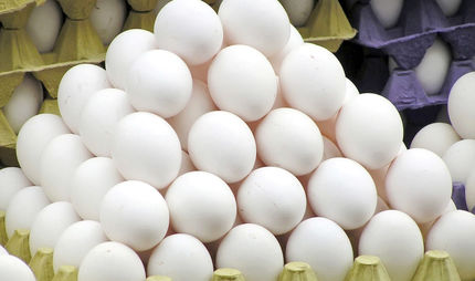 آغاز عرضه تخم‌مرغ با قیمت شانه‌ای ۳۴۰۰۰ تومان