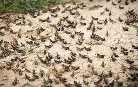 موج جدید هجوم ملخ‌ها و آماده‌باش استان‌ها