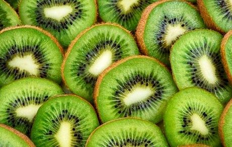 صادرات ۵۴ هزار تن کیوی از استان گیلان به خارج از کشور