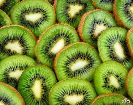 صادرات ۵۴ هزار تن کیوی از استان گیلان به خارج از کشور