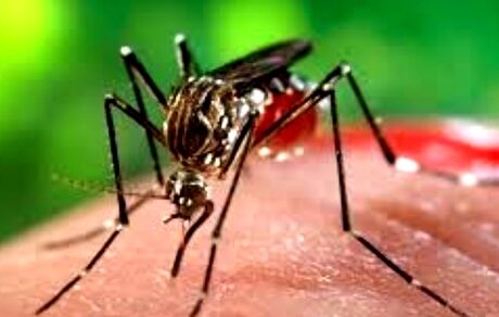 این راه بهترین شیوه برای کنترل پشه ناقل بیماری تب دنگی است
