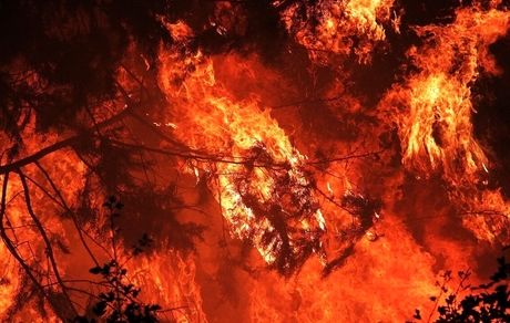 بخشی از جنگل‌های نوشهر آتش گرفت