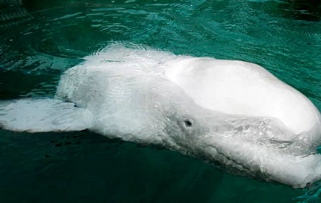 نهنگن جاسوس روسیه دوباره دیده شد