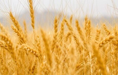  خشکسالی بی‌سابقه در اردبیل/ کشاورزان متحمل خسارت ۴۰۰۰ میلیارد تومانی شدند