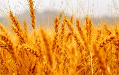  خشکسالی بی‌سابقه در اردبیل/ کشاورزان متحمل خسارت ۴۰۰۰ میلیارد تومانی شدند