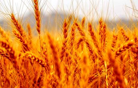  خشکسالی بی‌سابقه در اردبیل/ کشاورزان متحمل خسارت ۴۰۰۰ میلیارد تومانی شدند