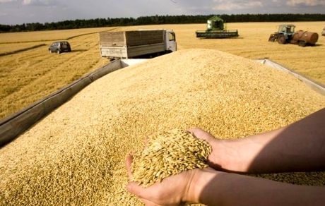 خرید گندم در آستانه ۵۰۰ هزار تن قرار گرفت
