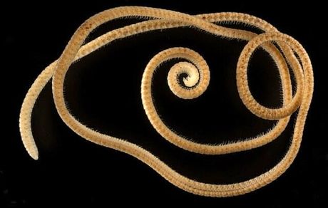 اولین هزارپای واقعی کشف شد!