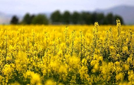 پیش بینی برداشت ۳۵۰ تن محصول کلزا از مزارع کوهدشت
