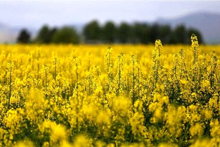 پیش بینی برداشت ۳۵۰ تن محصول کلزا از مزارع کوهدشت