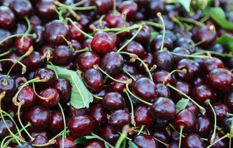 پیش‌بینی کاهش ۱۵ درصدی برداشت آلبالو و گیلاس در شاهرود