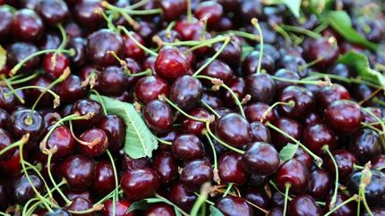 پیش‌بینی کاهش ۱۵ درصدی برداشت آلبالو و گیلاس در شاهرود