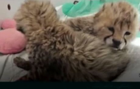 پاسخ‌های سازمان محیط زیست درباره توله‌های «ایران» قانع کننده نبود