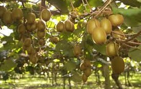 ایران، پنجمین تولیدکننده کیوی در جهان