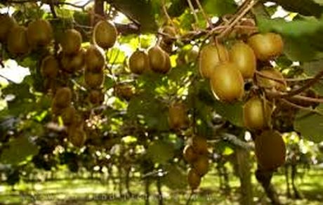 ایران، پنجمین تولیدکننده کیوی در جهان