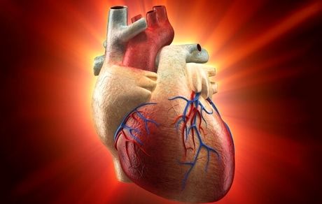ژن ترمیم‌ کننده قلب کشف شد