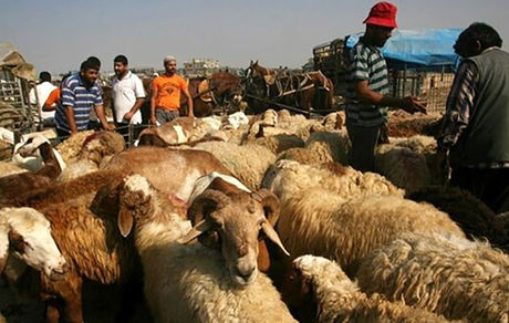 صادرات دام زنده کماکان ممنوع است