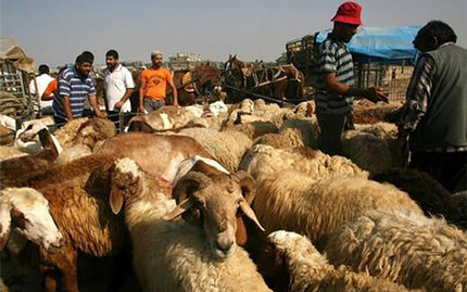 صادرات دام زنده کماکان ممنوع است