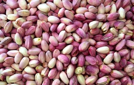 پیش بینی برداشت ۵۰ هزار تن پسته خام در استان خراسان رضوی