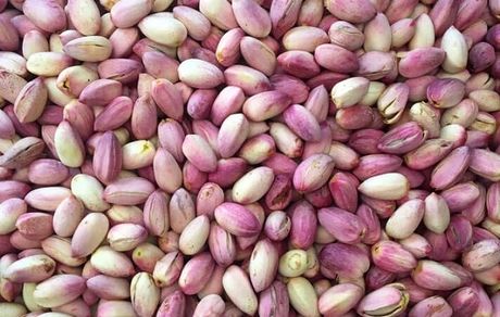 پیش بینی برداشت ۵۰ هزار تن پسته خام در استان خراسان رضوی