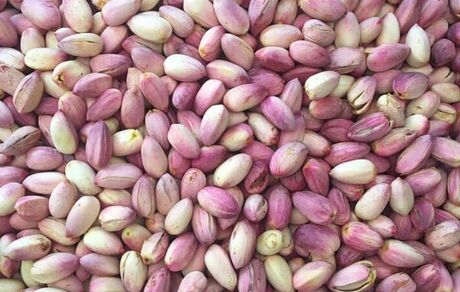 پیش بینی برداشت ۵۰ هزار تن پسته خام در استان خراسان رضوی