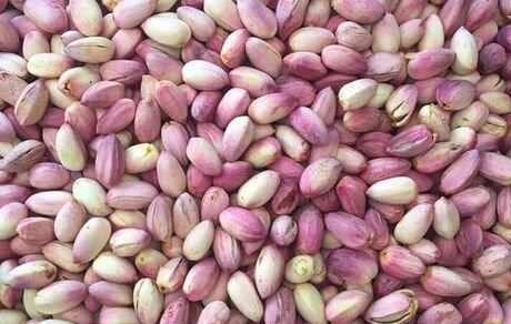 پیش بینی برداشت ۵۰ هزار تن پسته خام در استان خراسان رضوی