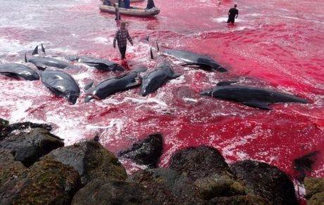 تلاش برای توقفِ "سنت وحشیانه قتل‌عام نهنگ‌ها" در دانمارک