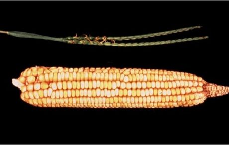 مقام مسئول وزارت کشاورزی تاکید کرد: ذرتهای آلوده، ترخیص نشدند