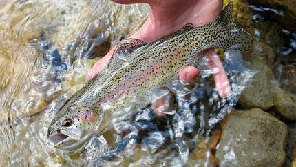 معتاد شدن ماهیهای قزلآلا در جمهوری چک به مخدرهای صنعتی