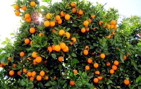 قیمت خرید تضمینی پرتقال تامسون اعلام شد