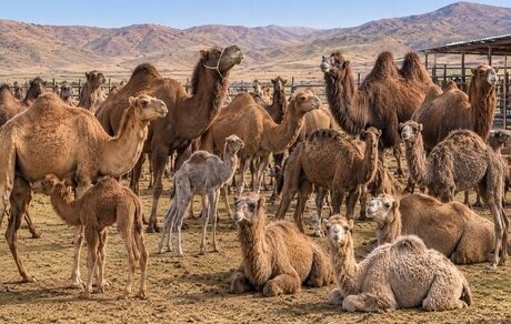 آخرین وضعیت تولید گوشت شتر در استان سیستان و بلوچستان
