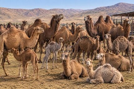آخرین وضعیت تولید گوشت شتر در استان سیستان و بلوچستان