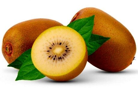 ۳ نوع کیوی جدید در رشت رونمایی شد
