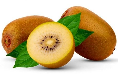 ۳ نوع کیوی جدید در رشت رونمایی شد