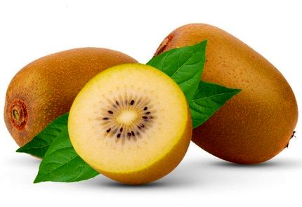 ۳ نوع کیوی جدید در رشت رونمایی شد