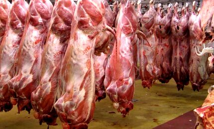 توزیع گوشت گوساله گرم و منجمد با نرخ‌های مصوب از امروز